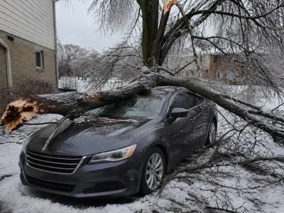 Tree down across a parked car after a freezing rain storm