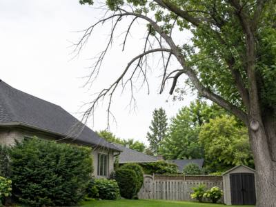 Bare dead limb reaching out over a rooftop from a tree still in leaf