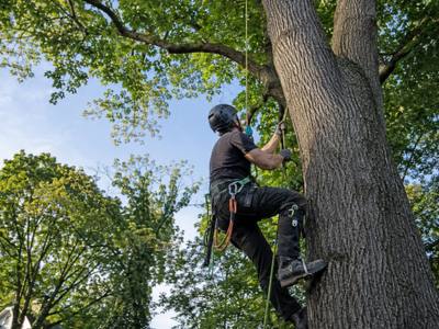 Climber ascending the trunk of a dying ash tree on rope and spikes