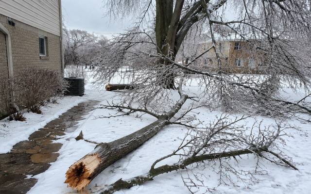 Dead branch broken and hanging in a bare winter canopy