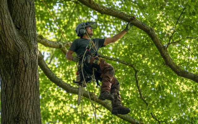 Climber positioned on a high limb inside a dense summer canopy