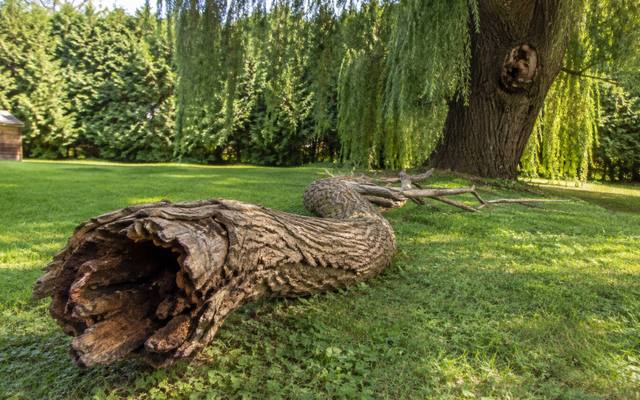 Hollow dead trunk section cut apart and lying on the grass