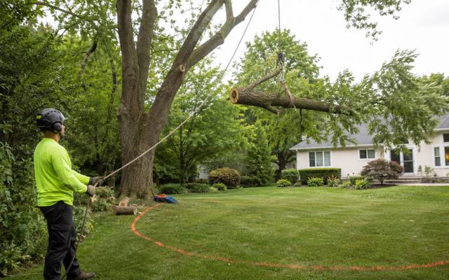 Ground crew member lowering a cut branch section on a rigging line