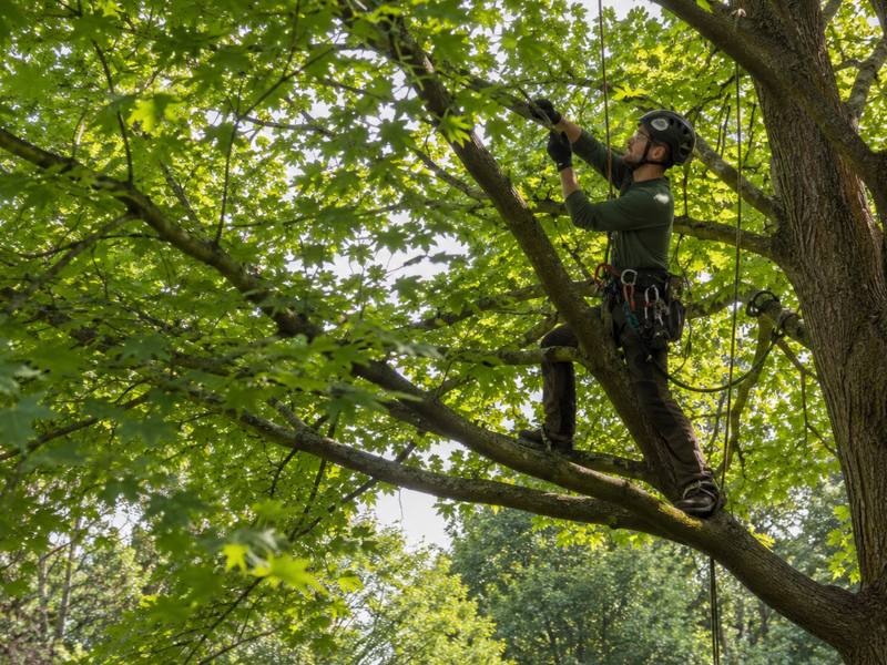 Climber tied in and working the upper growth of a mature tree